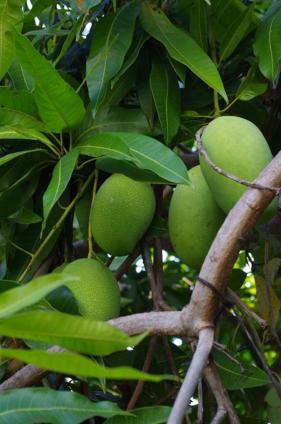 Pondok Mangga ماتارام المظهر الخارجي الصورة